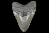 Serrated, Megalodon Tooth - Georgia #69761-2